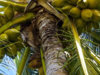 Jaký je původ slova palma? Proč se říká pamla?