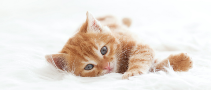 Jaký je původ slova kočka? A jak se ze slova kočka stala kocovina?